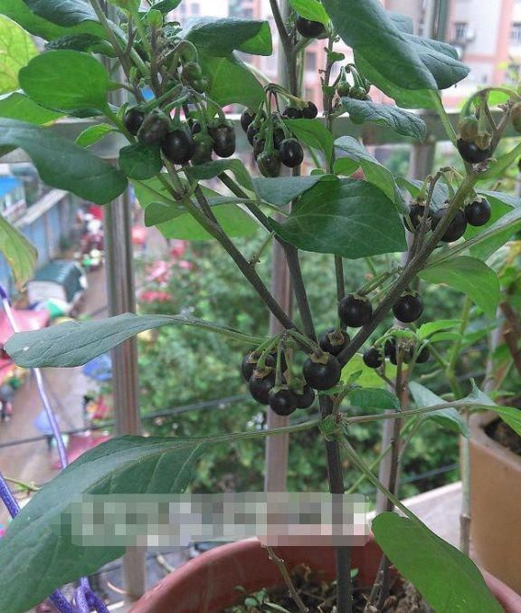 药用价值|这种“黑色果实”原来是“解毒之王”,家里种一棵,药费省不少