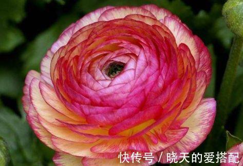超美|从8月16日开始,家养此款花卉,花朵清新优雅,花超美