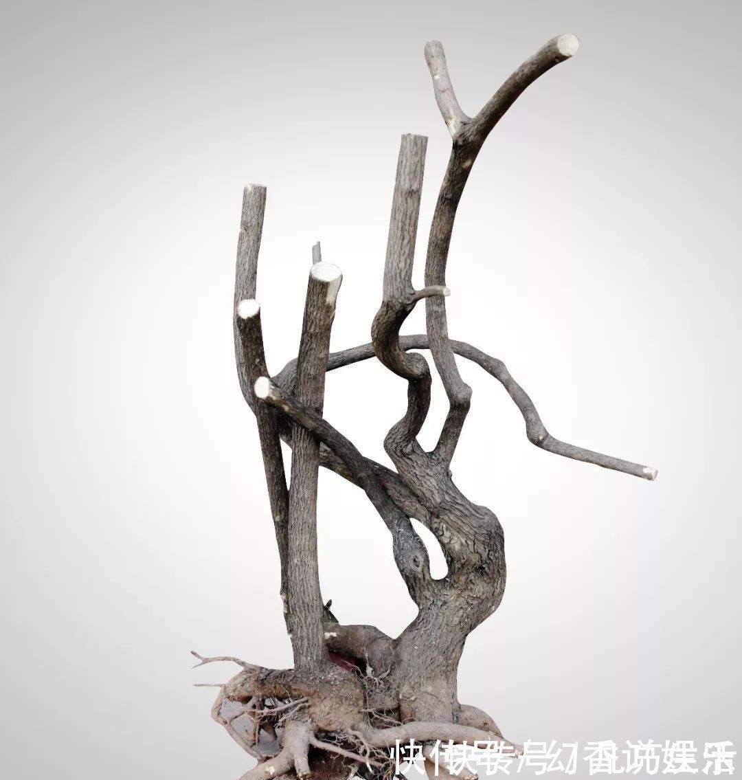 三角梅盆景制作6步曲，看懂了自己也能做出精美绝伦的三角梅盆景