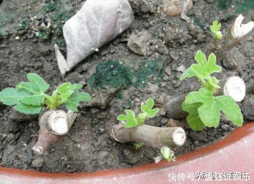冬季养无花果,一个小技巧,来年长得枝肥叶壮,每个枝上都有果
