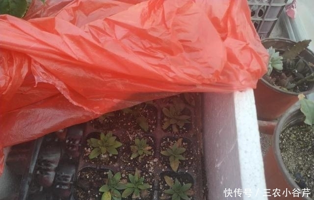 这是“天然”生根剂,路边捡一把,泡在水里,生根快速,浇花也旺