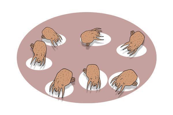 床单被套|床单和枕巾,多久洗一次比较好超出此范围,容易成为螨虫聚集地