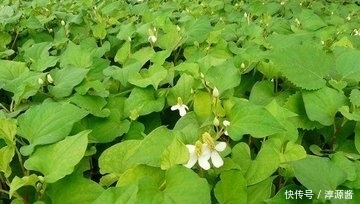 农村山里这种野菜,吃了能清热解毒,利尿消炎,你喜欢吃吗?