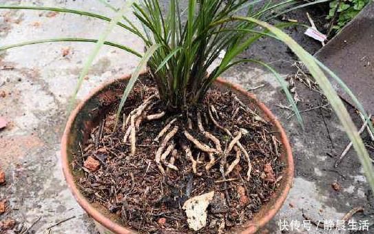 花卉|“树皮”放盆里兑水,变成“营养液”,给花卉浇1勺,冒白根