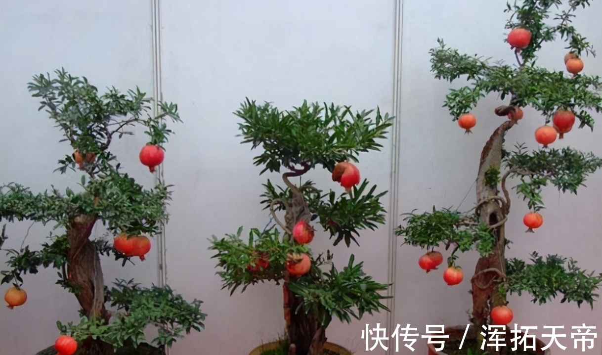 叶片|五种花可以盆栽观赏,也可以吃,第四种最棒,是可以开花的吊兰