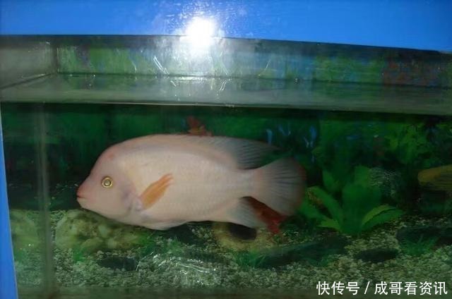 发生|晚上关灯后,观赏鱼为什么会发生剧烈的惊缸现象