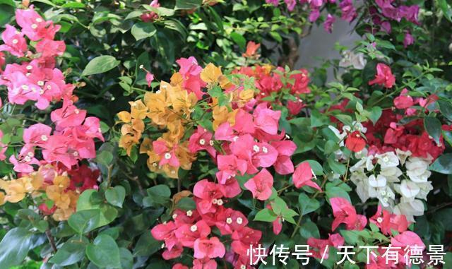 绿萝|一场秋雨一场寒,秋雨后适合扦插6种花,爱生根,爱生长