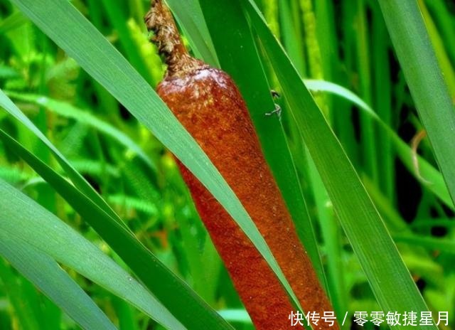 水生植物|河边长出的“烤肠”,水下隐藏着美味,30元一斤,很多人不知能吃!