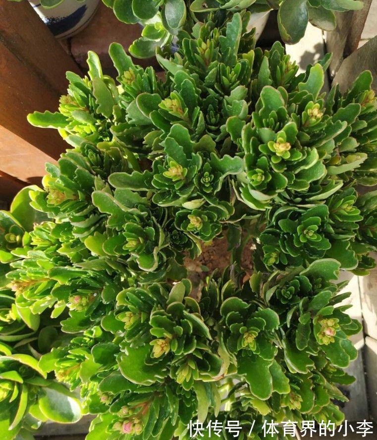 养长寿花,做好3件事,叶片油绿、花苞更多、开成惊艳的大花球