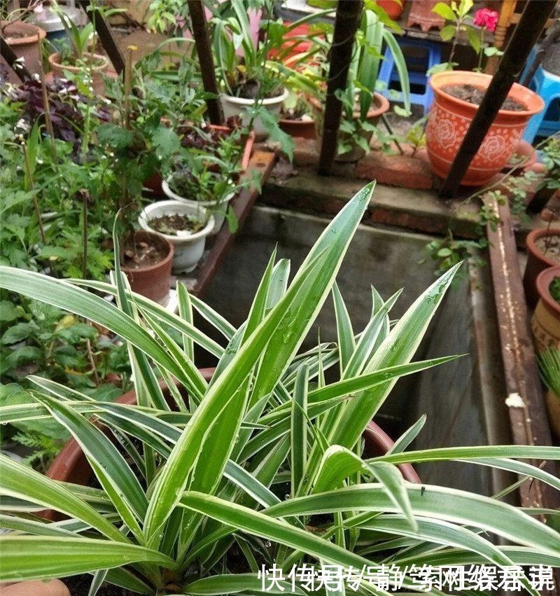 主子们|养吊兰,一年四季只用2招,叶片3厘米宽,叶片长得又密又绿!