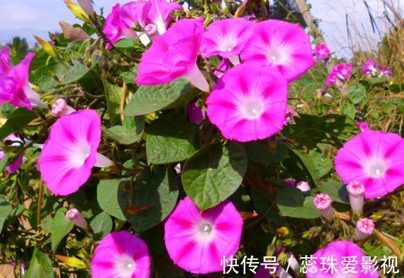 喜欢菊花,不如养盆优良玫瑰“卡罗拉”,花开红如焰火,绚丽典雅