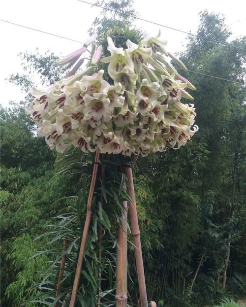 大花|花朵碗口大,喜欢看大花的别错过