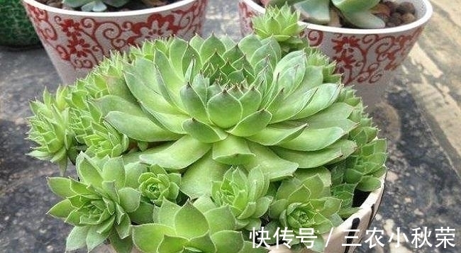 爆盆|多肉植物观音莲怎么养可以爆盆?