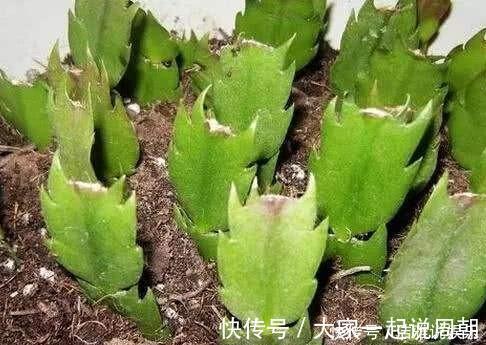 扦插|扦插蟹爪兰,掐准“时间点”,根系嗖嗖窜,养出“杠杠厚”好叶片