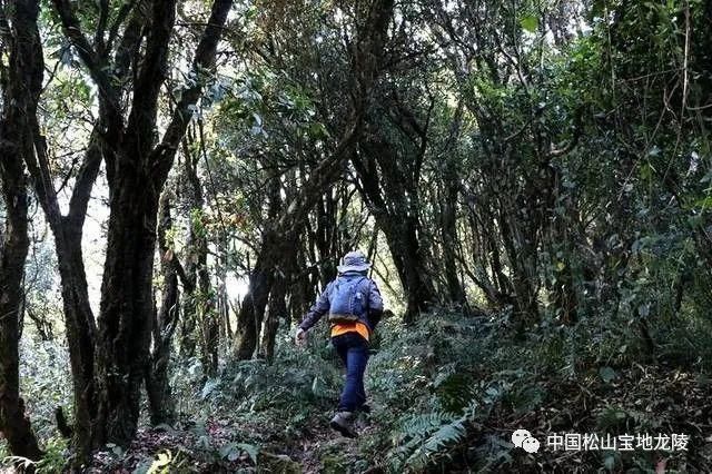 美！古城山上数千高山古树杜鹃迎春怒放！