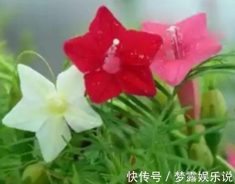 花卉|养花就养盆颜值高的花卉,四季开花,媲美玫瑰,观赏价值高,超美