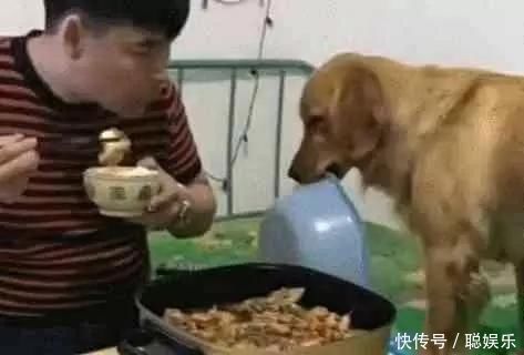 金毛直勾勾看主人吃火锅,随后一声不响