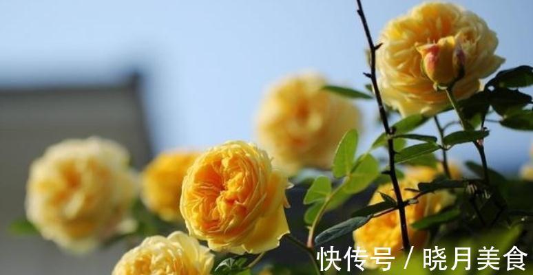 月季枝条不够壮开花少,该怎么办呢