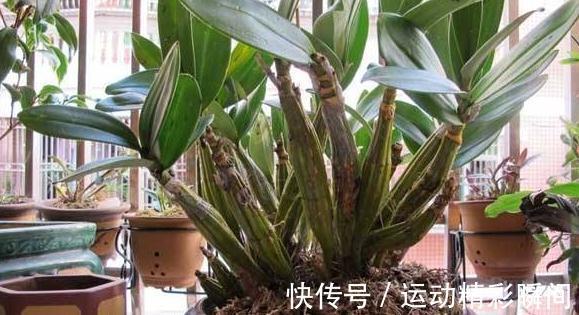 石斛兰怎么养,教你6招小细节,花叶轻松长爆枝头