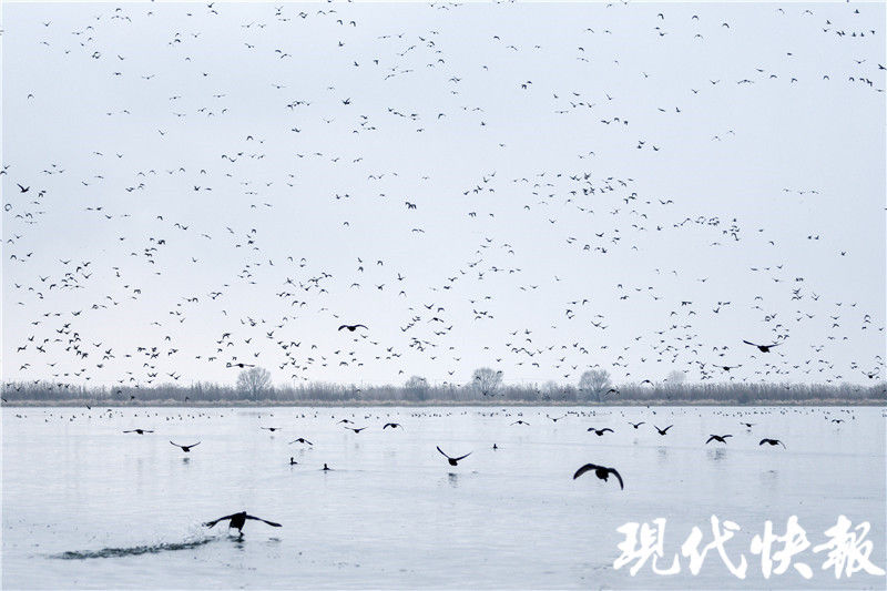 江苏这处湖荡湿地，拥有“百万水鸟飞平湖”的美景