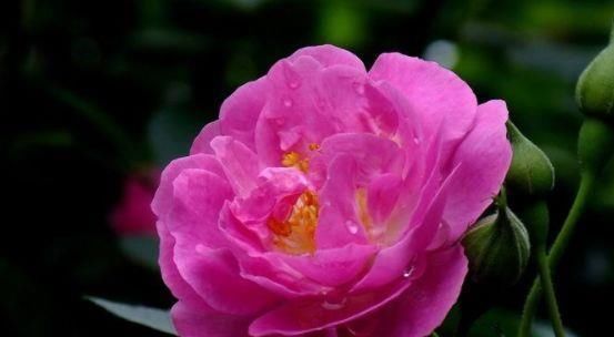 喜欢菊花,不如养盆“菊中精品”鳞托菊,似鱼儿遨游,实属珍品