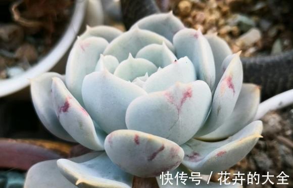 栽种|让多肉长得更大,换成大盆,用纯的泥炭土栽种,4个月就长大