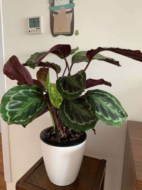 国外很火的“网红”室内盆栽,树形美观,叶色五彩斑斓,值得入手