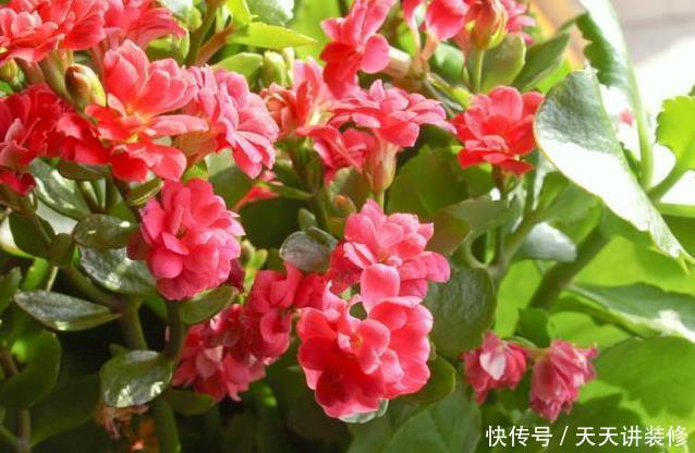 长寿花开完花,换盆多做1步,生根快服盆早,花开小半年