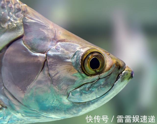 鳕鱼|宝宝吃鱼会变聪明,但吃法有讲究,这4种鱼被列入黑名单,慎吃