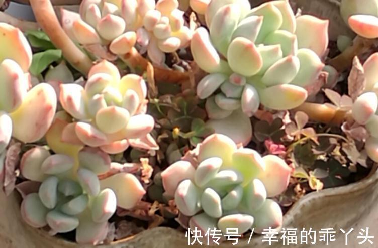 浅谈多肉植物怎么缓根