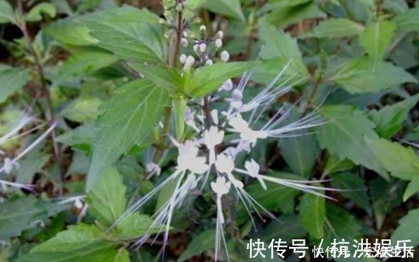 石良药|农村俗称“肾草”,遇到赶紧挖回家,如今很稀少,是打结石良药