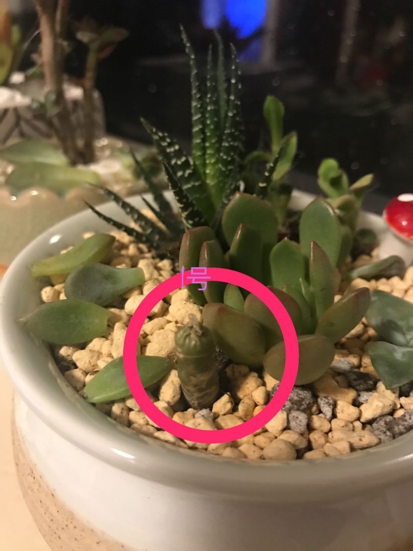 原来砍头有这么多妙处,烂根黄叶别再困扰,拿把菜刀一砍就完事!