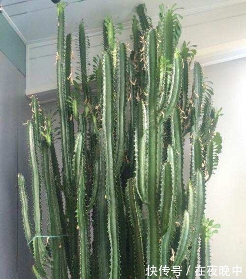 青龙骨如何扦插？教你4个扦插方法，15天就生根，一年“窜上房”