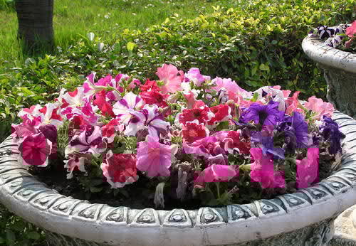 一年不见,姥姥家的小阳台种上了几十盆花,开出花海美极了!