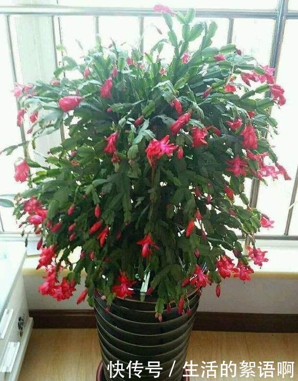 仙人掌嫁接蟹爪兰第一步,养一棵“七层宝塔”似的仙人掌!