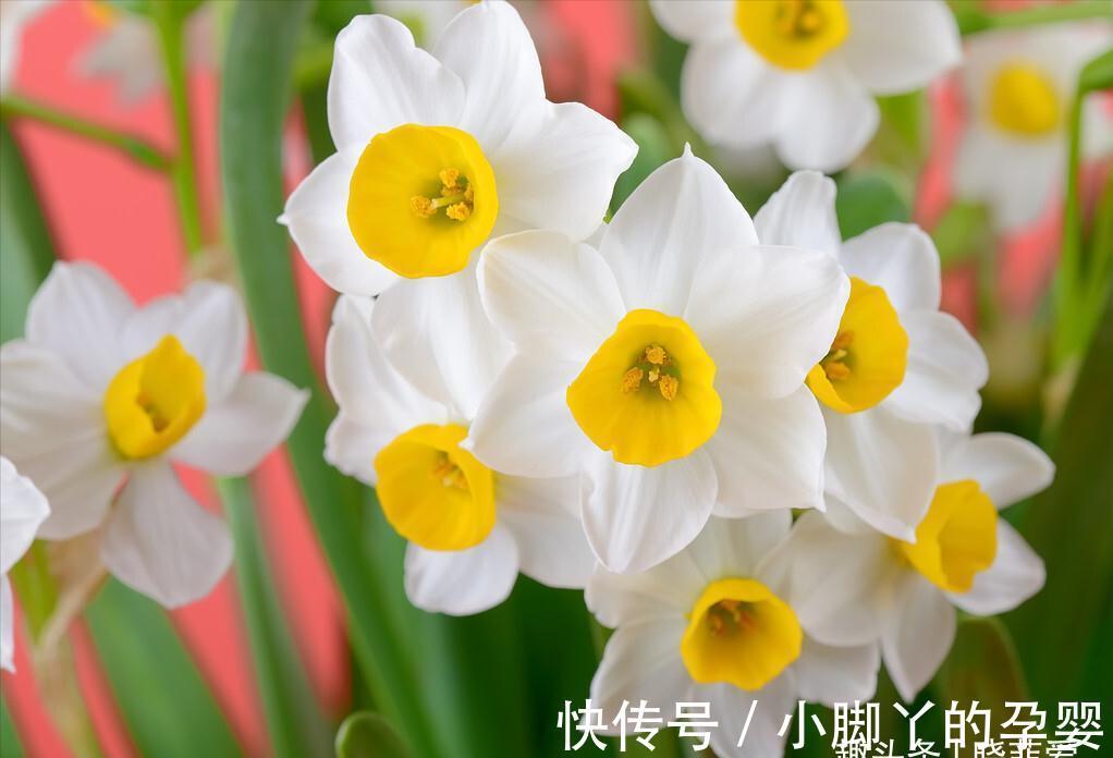 冬季养花，了解“七忌”，简单实用，安全过冬