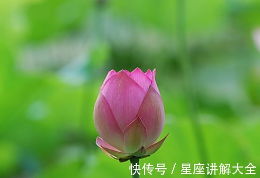 凶星|8月中旬，吉星照耀，4属相桃花朵朵，喜事不断，生活锦上添花