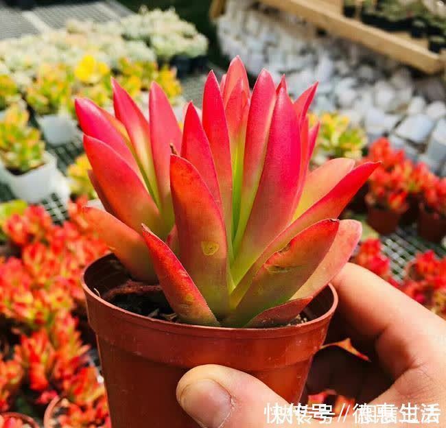 太阳|6种多肉好养活,夏天不休眠,晒晒太阳红彤彤,度夏也萌