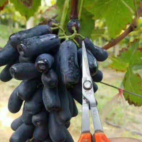 此果树“冰箱”冻不死,浇水就疯长,阳台种2棵,明年水果比米多