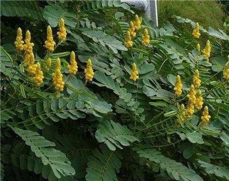 这种普通的野草长在农村田间，能清肝火、祛风湿，做成枕头还降血