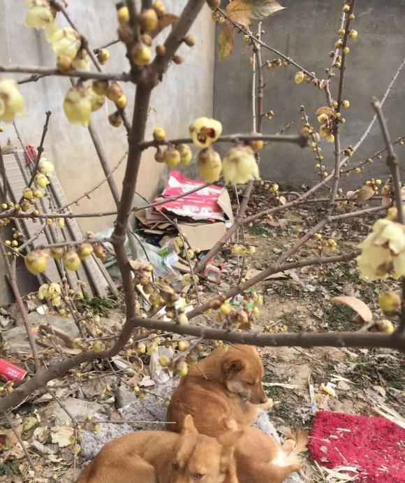 腊梅可以种院子里吗