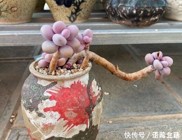 环境温度|桃蛋不但能养出老桩状态，还能把叶片控出又肥又圆的状态！