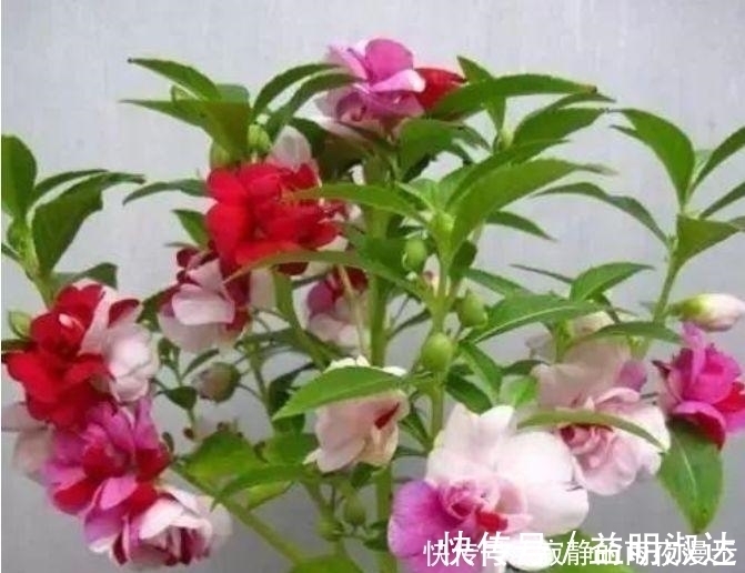 虎皮兰|开花最香的3种花，家里养一盆，花开不断，还能旺财！