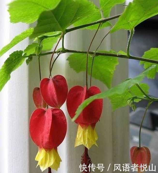 对待新手超友好的几款花草，花开媲美玫瑰，花朵姿态万千