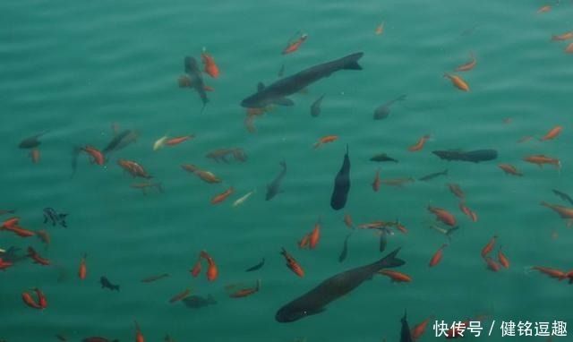 惠施|庄子与惠施的辩论,是纯智慧和纯思维的较量,有才调风华相胜之美