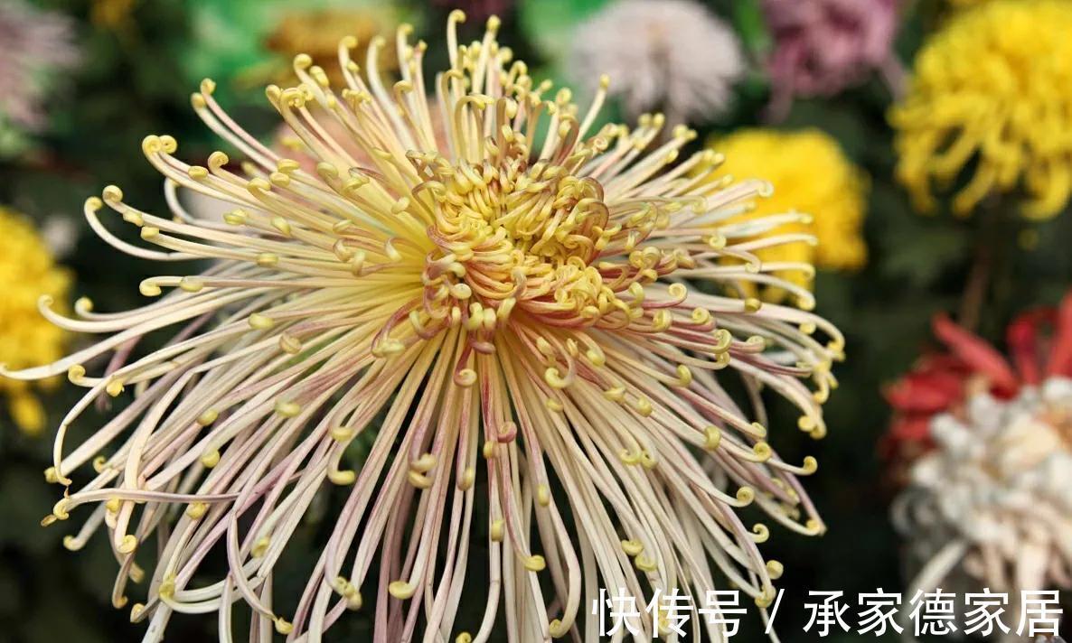 秋季|秋天最美花有哪些?给你推荐10种,看和你想的一样不?