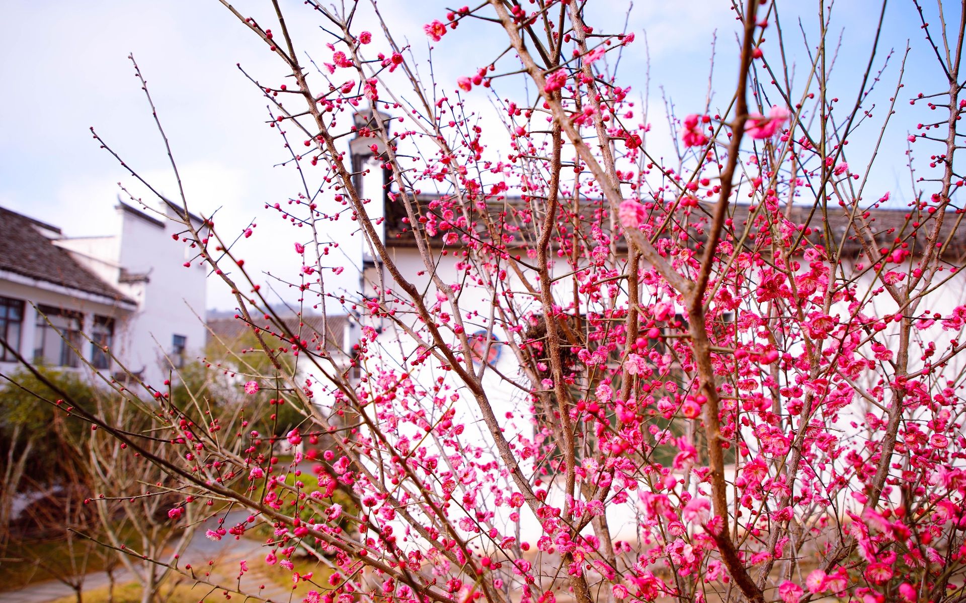 百花|每日一景｜婺源梦里老家，惊鸿一现百花开