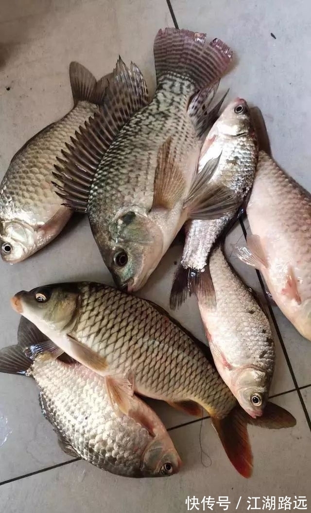 浮漂上有信号,就是提不上鱼,多数是这五个原因导致!