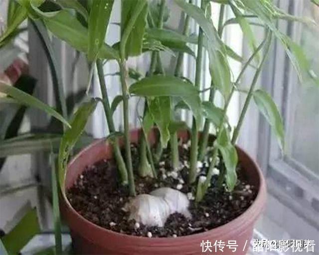 教你在家种生姜，掰个小姜芽，夏天埋土里，不出两个月长成山