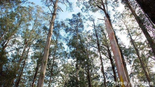 世界“最高”的树木,比50层楼还要高,如今被中国禁止种植